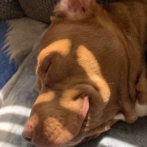 Meet your Posher, Alex